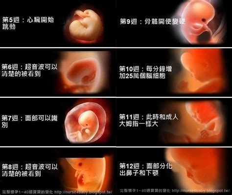 流產 胚胎